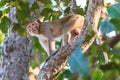 Monkey (Crab-eating macaque) on tree