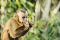 Monkey cub eating an apple