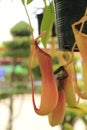 Monkey cups or Tropical pitcher plants or Sarracenia carnivorous plant Nepenthes gracilis Korth. which is a fly or insect trap