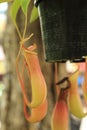 Monkey cups or Tropical pitcher plants or Sarracenia carnivorous plant Nepenthes gracilis Korth. which is a fly or insect trap Royalty Free Stock Photo