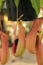 Monkey cups or Tropical pitcher plants or Sarracenia carnivorous plant Nepenthes gracilis Korth. which is a fly or insect trap Royalty Free Stock Photo