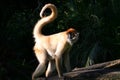 Monkey with curly tail