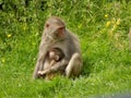 Monkey Royalty Free Stock Photo