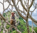Monkey in Dambulla Golden Temple, Sri Lanka Royalty Free Stock Photo