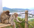 Macaca fuscata delousing in the forest