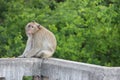 Monkey Royalty Free Stock Photo