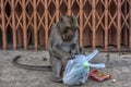 Monkey digging in a bag of garbage