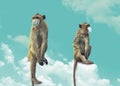 Two monkeys wearing medical mask and sitting on clouds far from each other, funny animal theme.
