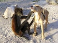 Monkey and dog good friends