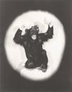 Monkey doing an Al Jolson imitation Royalty Free Stock Photo