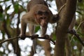 Monkey Doing Survey from Tree Royalty Free Stock Photo
