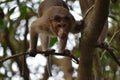 Monkey Doing Survey from Tree