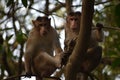Monkey Doing Survey from Tree