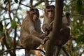 Monkey Doing Survey from Tree Royalty Free Stock Photo