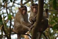 Monkey Doing Survey from Tree