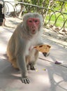 Monkey don't like that someone be on the way it Royalty Free Stock Photo