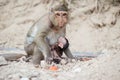 monkey drink milk Royalty Free Stock Photo