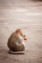 Monkey drinking a bottle of juice