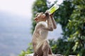 Monkey drinking from the bottle Royalty Free Stock Photo