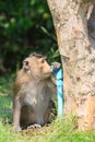 Monkey drinking clean water from tube for lovely and animals in