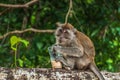 Small thai monkey drinking coffee on the tree