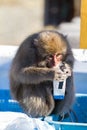 Monkey drinking milk Royalty Free Stock Photo