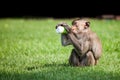 Monkey drinking milk in the park Royalty Free Stock Photo