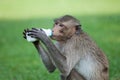 Monkey drinking milk in the park