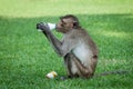 Monkey drinking milk in the park Royalty Free Stock Photo