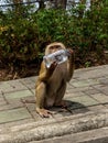 Monkey drinking water from bottle