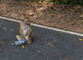 Monkey drinking water from bottle