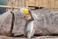 Monkey drinking water from bottle Royalty Free Stock Photo