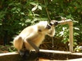 Monkey Drinking water directly from the water tap in the summer. Royalty Free Stock Photo