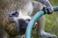Monkey drinking water from a hose Royalty Free Stock Photo