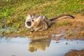 Monkey drinking water Royalty Free Stock Photo