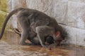 Monkey drinking water Royalty Free Stock Photo