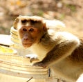 Monkey is drinking water Royalty Free Stock Photo