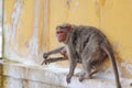 Monkey drinking water