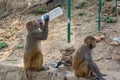 Monkey drinking water from the plastic bottle Royalty Free Stock Photo