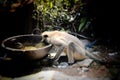 Monkey drinking water in the small cisten. Royalty Free Stock Photo
