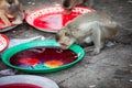Monkey drinking water Royalty Free Stock Photo