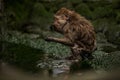 Monkey drinking water from a waterhole on hot summer day in Bali garden Royalty Free Stock Photo