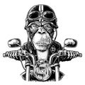 Monkey driving a motorcycle rides. Vector vintage engraving