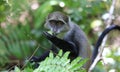 Monkey eat green leaf Royalty Free Stock Photo