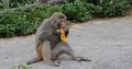 Monkey eat mango Royalty Free Stock Photo