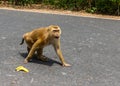 Monkey primate get angry Royalty Free Stock Photo