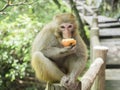 A monkey eating an apple sitting on the walkway at Yuanjiajie Mountain, Wulingyuan Scenic Area, Zhangjiajie National Forest Park, Royalty Free Stock Photo