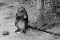 Monkey eating banana Royalty Free Stock Photo