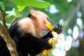 Monkey eating a banana Royalty Free Stock Photo