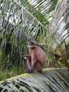 Monkey eating banana on coconut palm tree Royalty Free Stock Photo